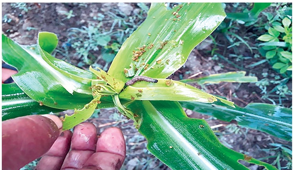 fall-armyworm-a-menace-for-nepali-farmers